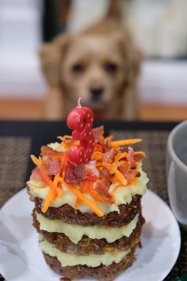 Dog gets a special birthday dinner